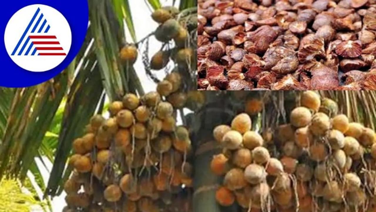 ಅಡಕೆ ಕೊಳೆರೋಗ ನಿಯಂತ್ರಣಕ್ಕೆ ಸಿಗದ ಸಹಾಯಧನ ಅಡಕೆ ಕೊಳೆರೋಗ ನಿಯಂತ್ರಣಕ್ಕೆ ಸಿಗದ ಸಹಾಯಧನ