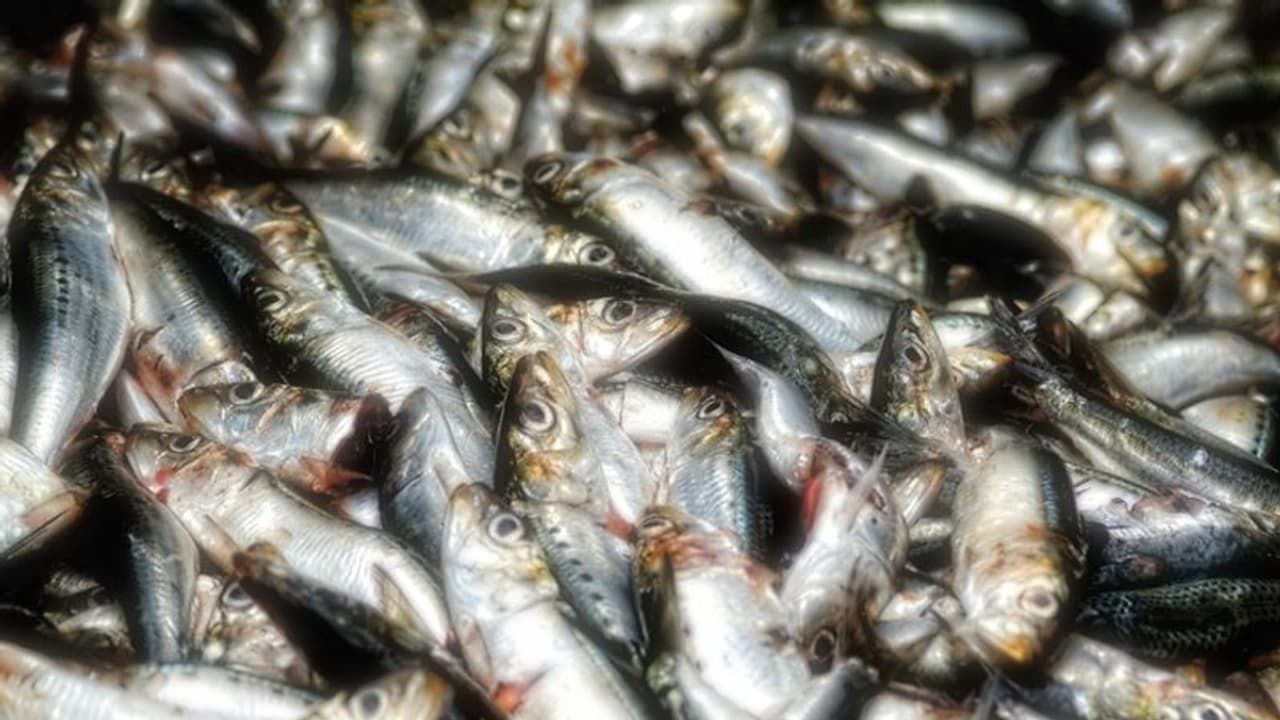 നെയ് മത്തി കേരള തീരത്തേക്ക് തിരിച്ചെത്തുന്നു, പക്ഷേ...!