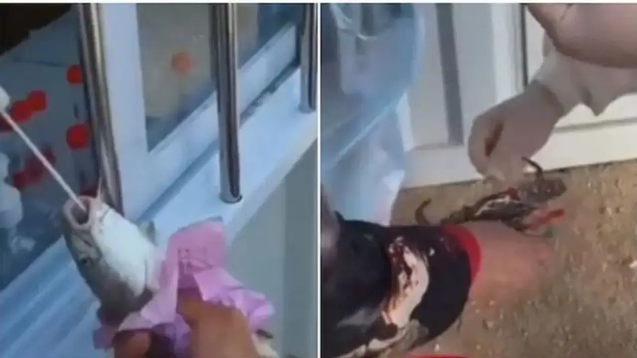 ಬರೀ ಮನುಷ್ಯರಲ್ಲ, ಮೀನು ಏಡಿಗೂ ಚೀನಾದಲ್ಲಿ ಕೋವಿಡ್ ಟೆಸ್ಟ್ ಕಡ್ಡಾಯ! ಬರೀ ಮನುಷ್ಯರಲ್ಲ, ಮೀನು ಏಡಿಗೂ ಚೀನಾದಲ್ಲಿ ಕೋವಿಡ್ ಟೆಸ್ಟ್ ಕಡ್ಡಾಯ!