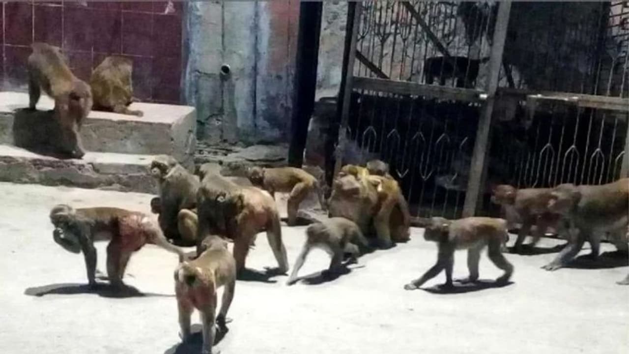 आगरा में 250 से ज्यादा बंदरों ने मचाया आंतक, दहशत के कारण घंटो घरों में कैद रहे लोग आगरा में 250 से ज्यादा बंदरों ने मचाया आंतक, दहशत के कारण घंटो घरों में कैद रहे लोग