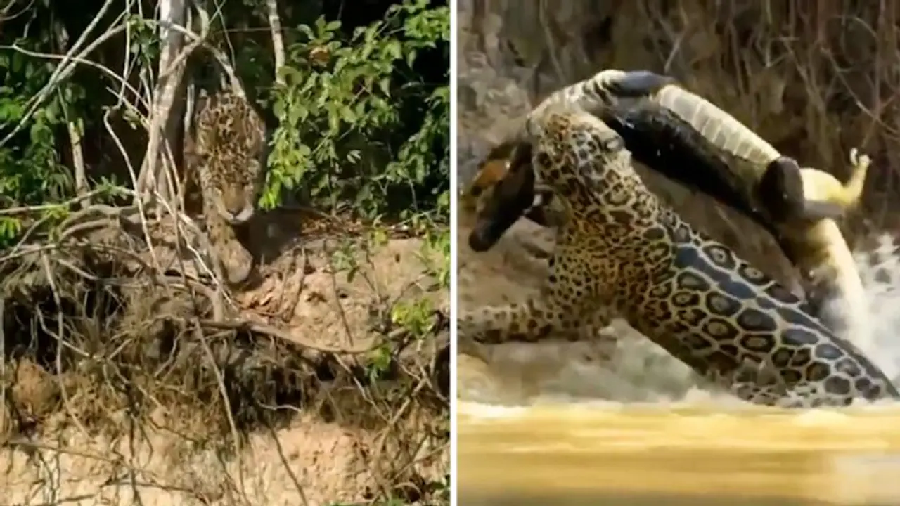 Watch: Jaguar pounces on crocodile in water; What happened next will shock you Watch: Jaguar pounces on crocodile in water; What happened next will shock you