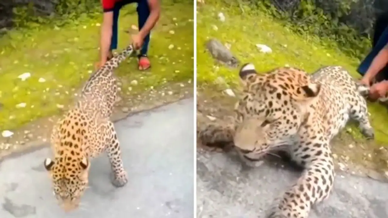 Video of man pulling leopard by its tail and hind legs, leaves netizens outraged