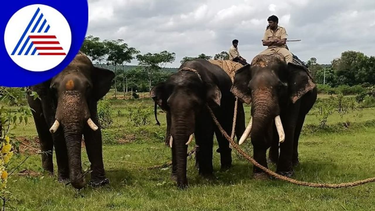 Ramanagara; ರೈತರಿಗೆ ಹಾವಳಿ ನೀಡುತ್ತಿದ್ದ ಮತ್ತೊಂದು ಪುಂಡಾನೆ ಸೆರೆ