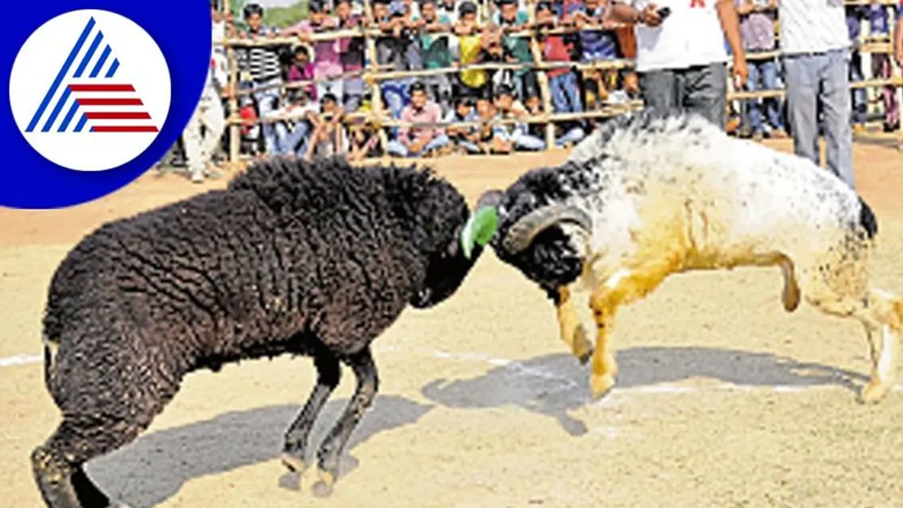 Vijayapura: ಮೈನವಿರೇಳಿಸಿದ ಟಗರಿನ ಕಾಳಗ: ವೀಕ್ಷಣೆಗೆ ಅಪಾರ ಜನಸ್ತೋಮ