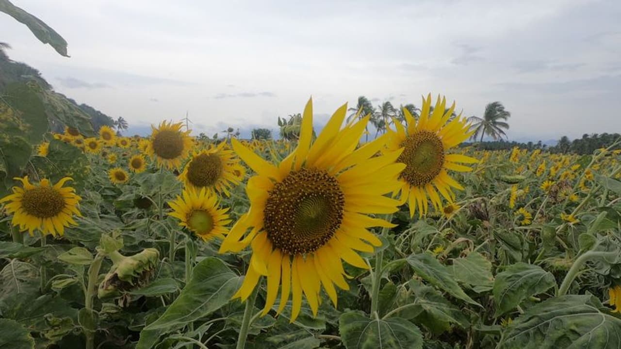 സൂര്യകാന്തി പാടം പൂത്തതിന് പിന്നാലെ നഗ്ന ഫോട്ടോ ഷൂട്ട്; പുലിവാല് പിടിച്ച് ഫാം ഉടമ !