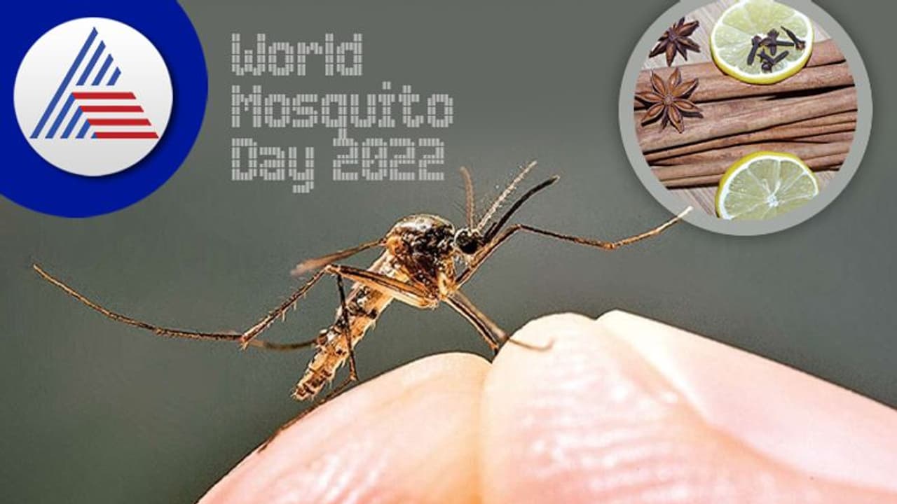 World Mosquito Day: ಮಲೇರಿಯಾಕ್ಕೆ ಮನೆಯಲ್ಲೇ ಇದೆ ಮದ್ದು World Mosquito Day: ಮಲೇರಿಯಾಕ್ಕೆ ಮನೆಯಲ್ಲೇ ಇದೆ ಮದ್ದು