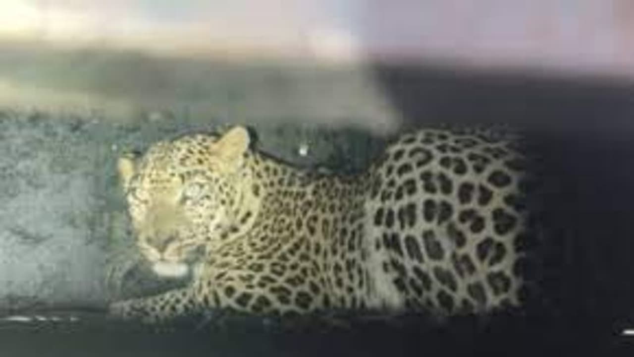 4 வயது சிறுமியை அடித்துக்கொன்ற சிறுத்தை.. ஸ்கெட்ச் போட்டு களமிறக்கிய வனத்துறை.. சிறுத்தை சிக்கிய பின்னணி