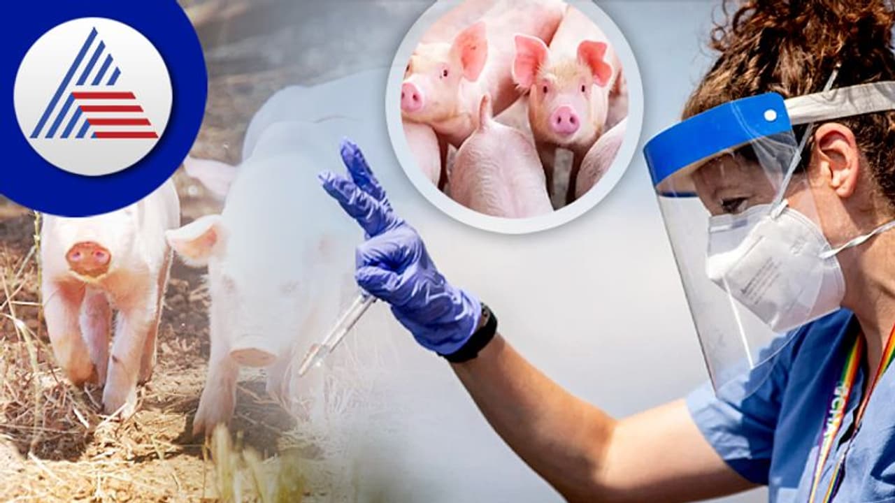 తమిళనాడులో ఆఫ్రికన్ స్వైన్ ఫ్లూ కలకలం.. 