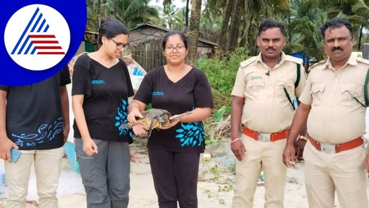 ಅಪರೂಪದ hawksbill ಪ್ರಭೇದದ ಕಡಲಾಮೆ ಪತ್ತೆ ಅಪರೂಪದ hawksbill ಪ್ರಭೇದದ ಕಡಲಾಮೆ ಪತ್ತೆ