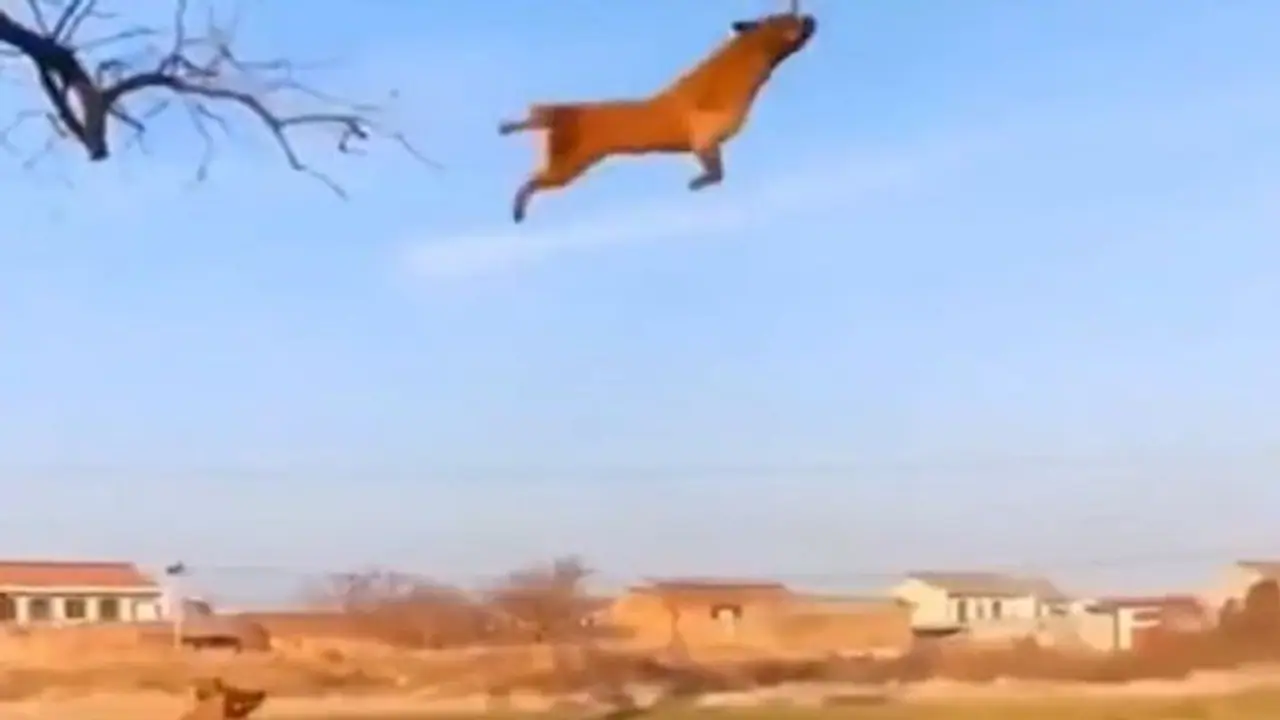 OMG! आंखों पर नहीं होगा यकीन.. कभी देखे हैं उड़ने वाले कुत्ते? इंटरनेट पर मचा रहे तहलका OMG! आंखों पर नहीं होगा यकीन.. कभी देखे हैं उड़ने वाले कुत्ते? इंटरनेट पर मचा रहे तहलका