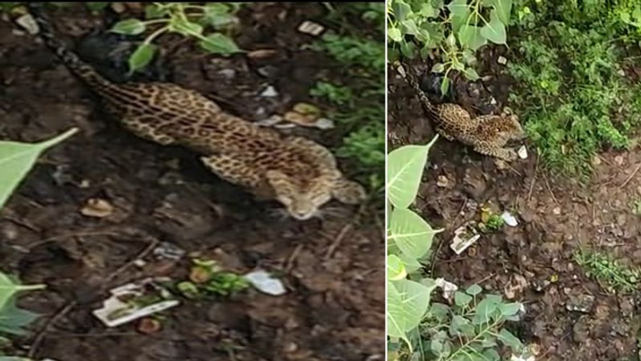 अलवर शहर में पैंथर ने मचाई दहशत: बच्चों के सरकारी अस्पताल में घुसा, सड़को में दौड़ा, 4 घंटे बाद पकड़ाया अलवर शहर में पैंथर ने मचाई दहशत: बच्चों के सरकारी अस्पताल में घुसा, सड़को में दौड़ा, 4 घंटे बाद पकड़ाया