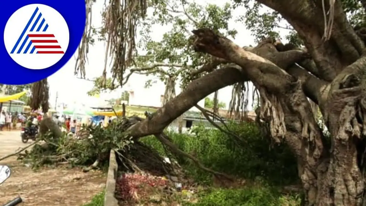 ಕೋಲಾರದಲ್ಲಿ ಬೃಹದಾಕಾರದ​ ಮರದ ಕೊಂಬೆ ಬಿದ್ದು ಇಬ್ಬರು ಸಾವು