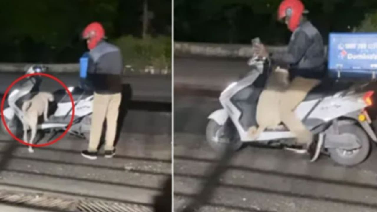 യുവാവിന്‍റെ പിസ ഡെലിവറിക്കൊപ്പം ചേർന്ന് നായ; വൈറലായി വീഡിയോ 