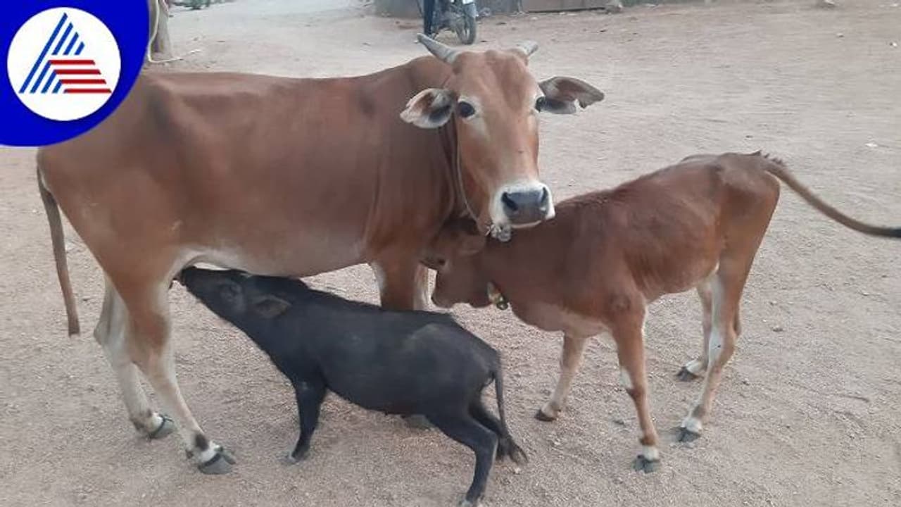 ಸುರಪುರ: ವರಾಹಕ್ಕೆ ಹಾಲುಣಿಸಿದ ಗೋಮಾತೆ..!
