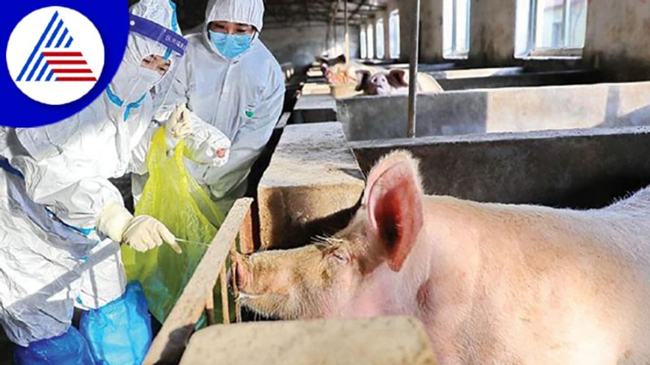 ಟೊಮೇಟೋ ಜ್ವರ ಭೀತಿ ಬೆನ್ನಲ್ಲೇ ಪಂಜಾಬ್ನಲ್ಲಿ ಆಫ್ರಿಕನ್ 'ಹಂದಿ ಜ್ವರ' ಪತ್ತೆ ಟೊಮೇಟೋ ಜ್ವರ ಭೀತಿ ಬೆನ್ನಲ್ಲೇ ಪಂಜಾಬ್ನಲ್ಲಿ ಆಫ್ರಿಕನ್ 'ಹಂದಿ ಜ್ವರ' ಪತ್ತೆ