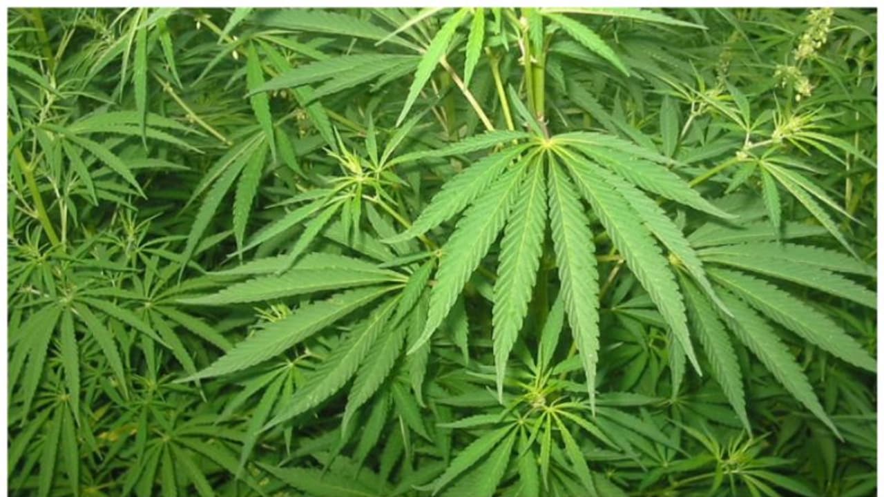 അട്ടപ്പാടിയിൽ 341 കഞ്ചാവ് ചെടികൾ നശിപ്പിച്ചു അട്ടപ്പാടിയിൽ 341 കഞ്ചാവ് ചെടികൾ നശിപ്പിച്ചു