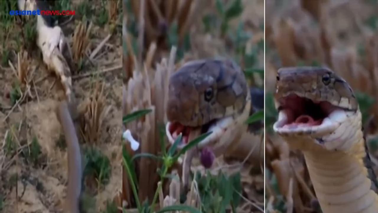 कोबरा को बिल से खींचकर लाया सांप और जिंदा निगल गया... फिर जो हुआ, हिला देगा ये Shocking Video कोबरा को बिल से खींचकर लाया सांप और जिंदा निगल गया... फिर जो हुआ, हिला देगा ये Shocking Video