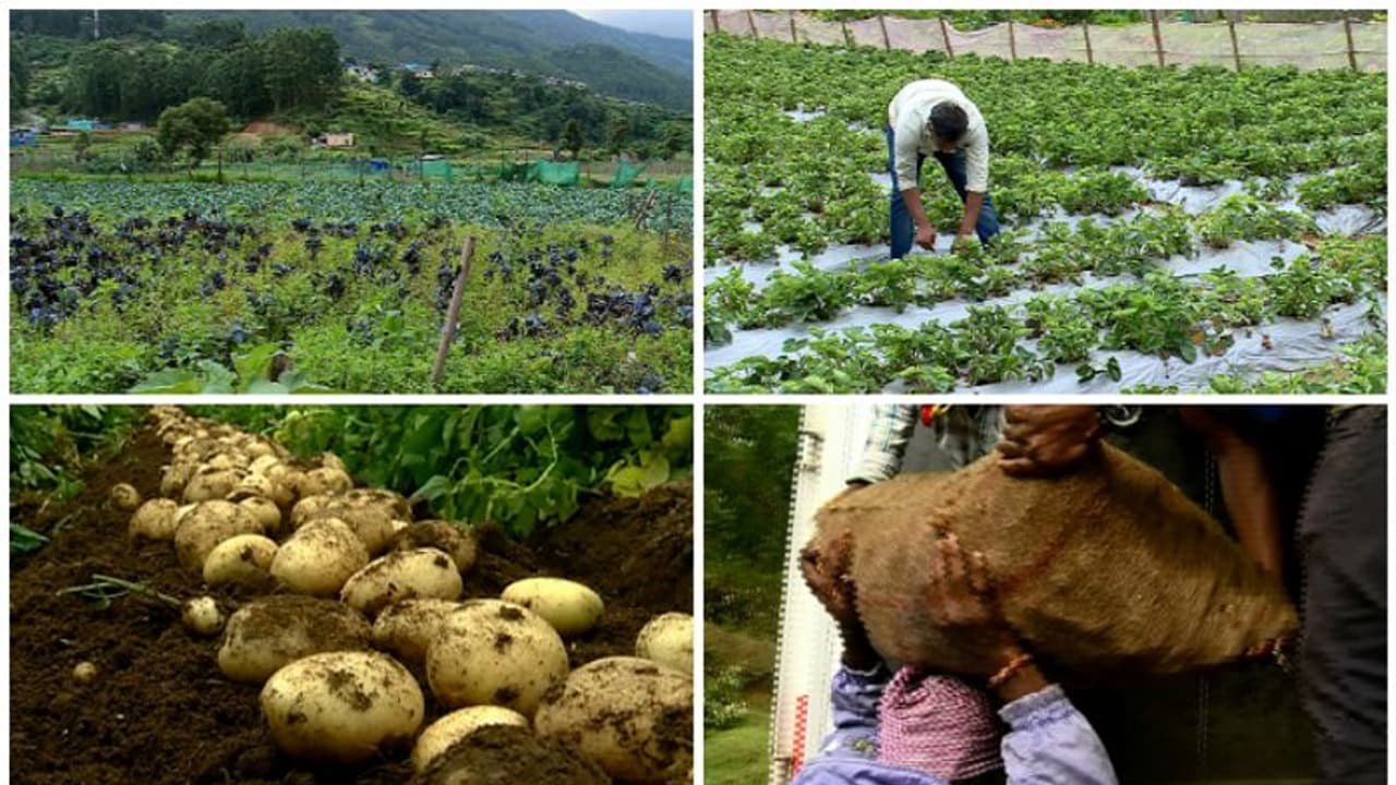 ഇടനിലക്കാരെ ഒഴിവാക്കണം,നൽകുന്ന പച്ചക്കറിക്ക് ഉടൻ പണം വേണം, ഹോർട്ടികോർപ്പിനോട് സഹകരിക്കാൻ നിബന്ധന വച്ച് കർഷകർ ഇടനിലക്കാരെ ഒഴിവാക്കണം,നൽകുന്ന പച്ചക്കറിക്ക് ഉടൻ പണം വേണം, ഹോർട്ടികോർപ്പിനോട് സഹകരിക്കാൻ നിബന്ധന വച്ച് കർഷകർ