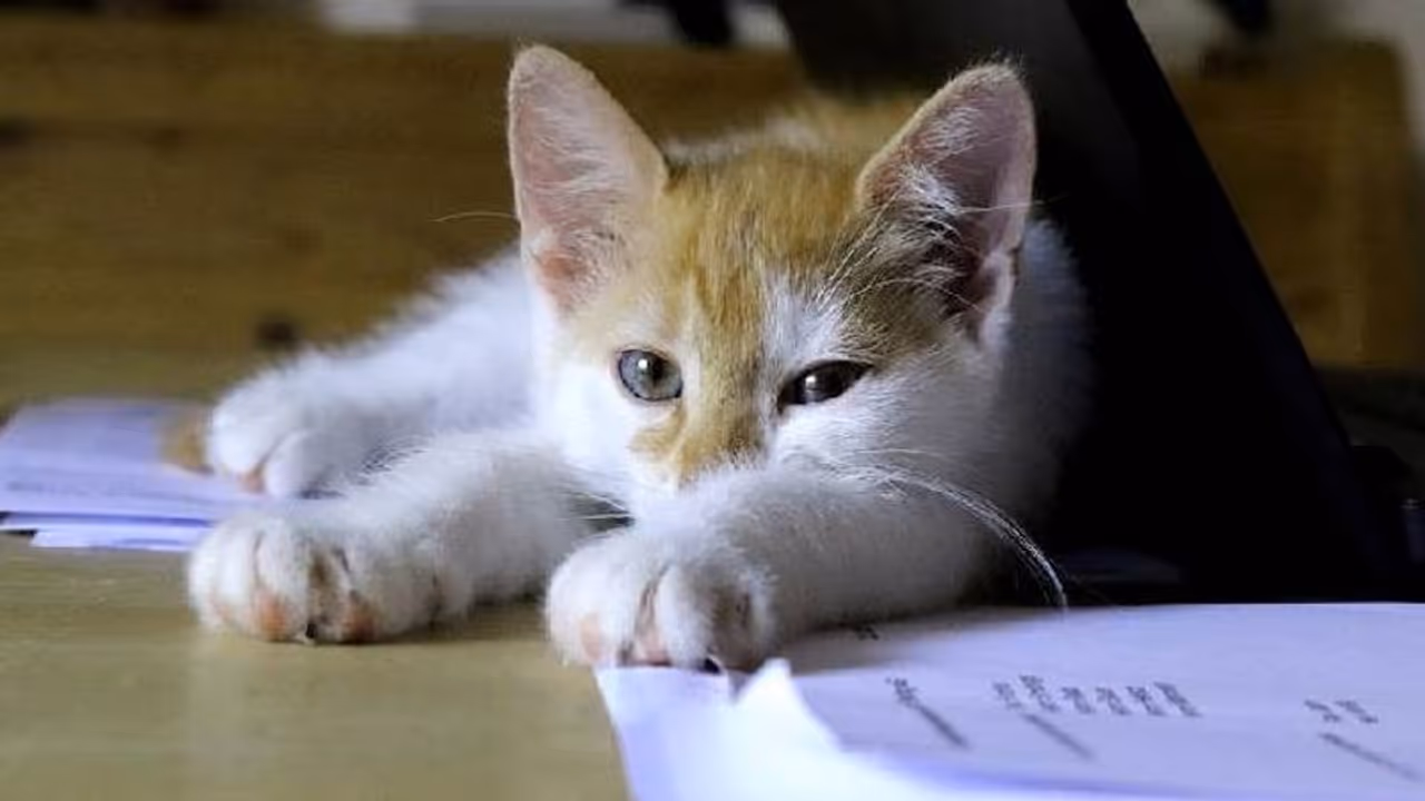 ഓൺലൈൻ ക്ലാസിൽ പൂച്ച കുറുകെ ചാടി, അധ്യാപികയെ പിരിച്ചുവിട്ടു, നാല് ലക്ഷം നഷ്ടപരിഹാരം നൽകാൻ കോടതി ഓൺലൈൻ ക്ലാസിൽ പൂച്ച കുറുകെ ചാടി, അധ്യാപികയെ പിരിച്ചുവിട്ടു, നാല് ലക്ഷം നഷ്ടപരിഹാരം നൽകാൻ കോടതി