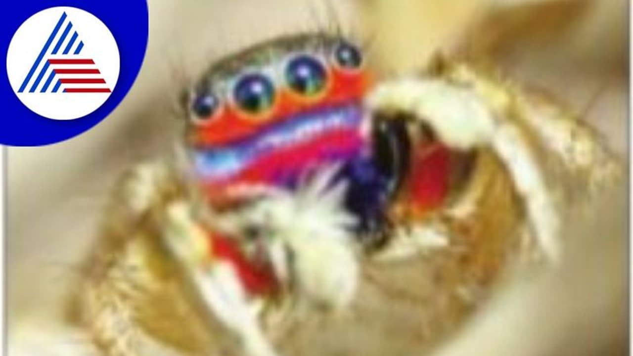 ಶ್ರೀಲಂಕಾದಲ್ಲಿ ಕಾಣಿಸಿಕೊಳ್ಳುವ ಅಪರೂಪದ ಕಾಮನ ಬಿಲ್ಲು ಜೇಡ ಗಜೇಂದ್ರಗಡದಲ್ಲಿ ಪತ್ತೆ