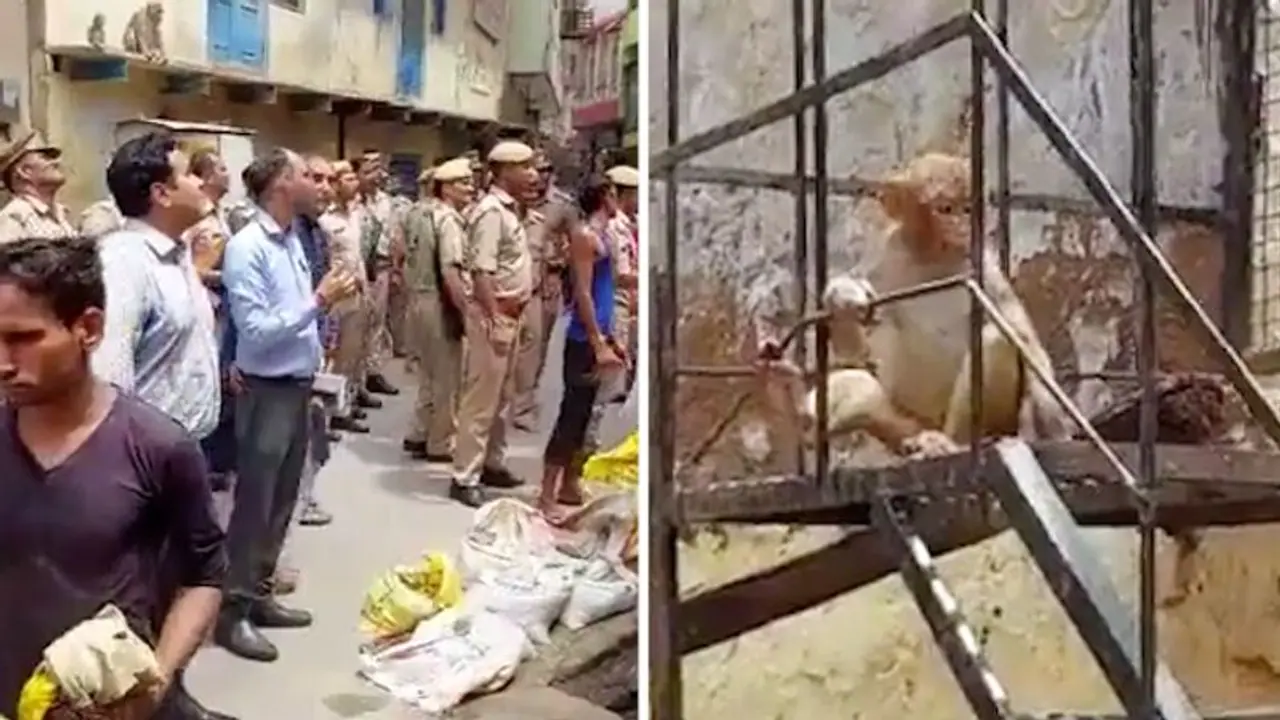 Watch: Monkeys in Vrindavan steal Mathura District Magistrate's glasses