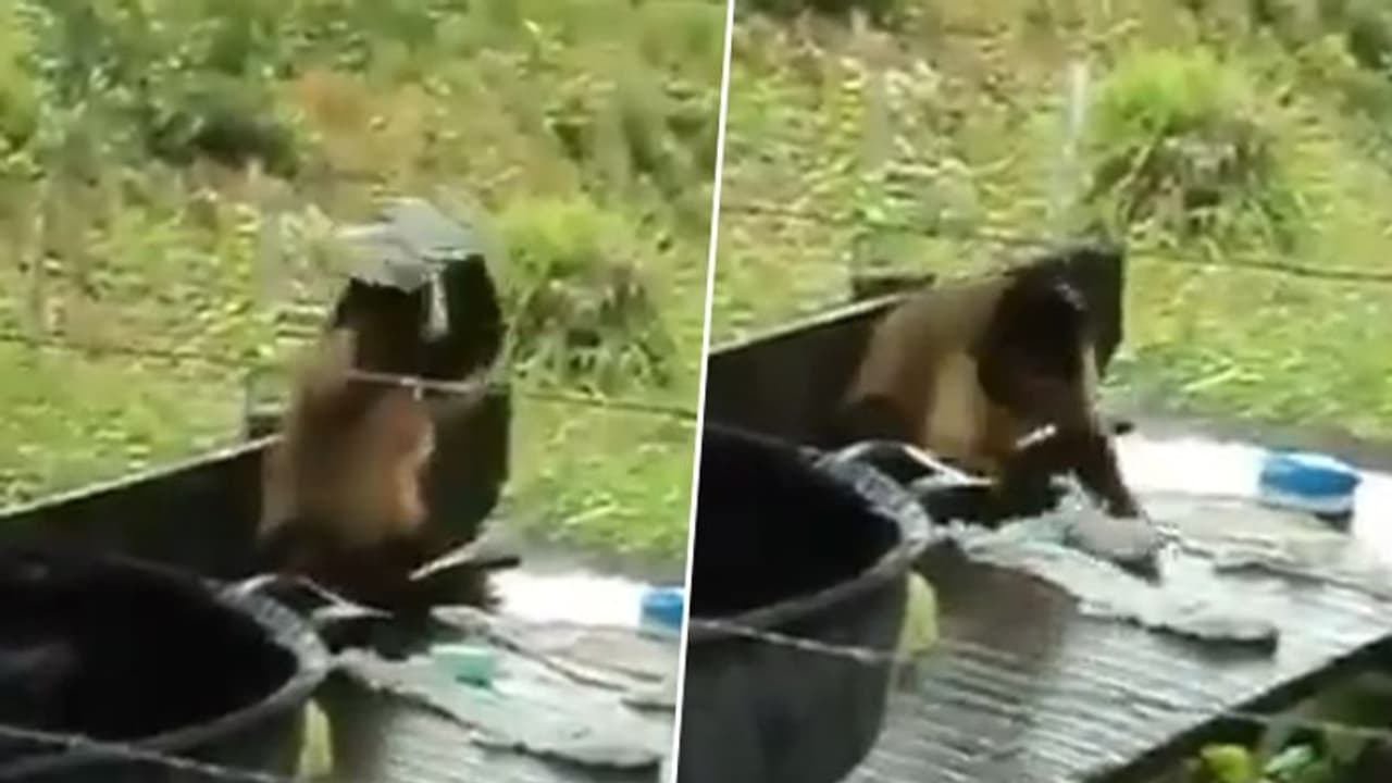 Monkey washes garments like professional dhobi; viral video stunned netizens