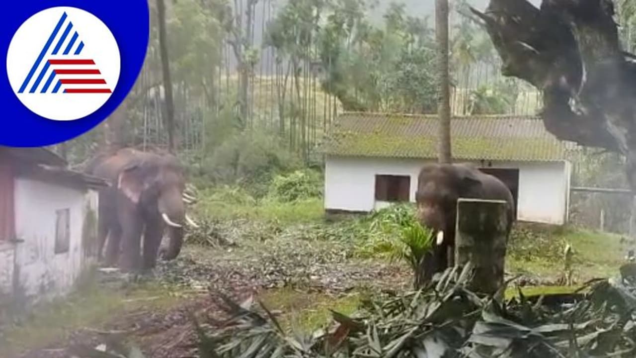 Chikkamagaluru: ಕಾಡಾನೆ ದಾಳಿಯಿಂದ ಬೆಳೆ ನಾಶ: ಕಂಗಾಲಾದ ಕೃಷಿಕರು