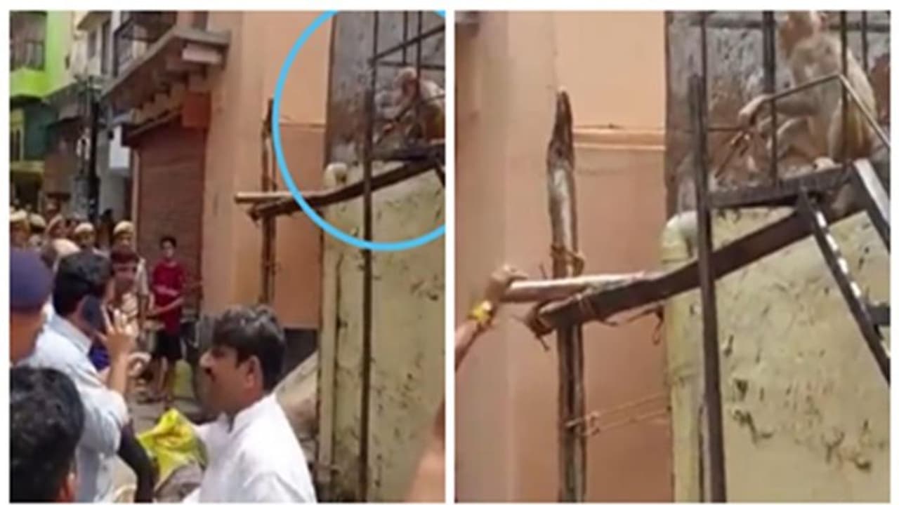 ডিসট্রিক্ট ম্যাজিসট্রেটের চশমা নিয়ে চম্পট দিল বাঁদর, ভিডিও ঘিরে হুলস্থুল নেটপাড়ায় ডিসট্রিক্ট ম্যাজিসট্রেটের চশমা নিয়ে চম্পট দিল বাঁদর, ভিডিও ঘিরে হুলস্থুল নেটপাড়ায়