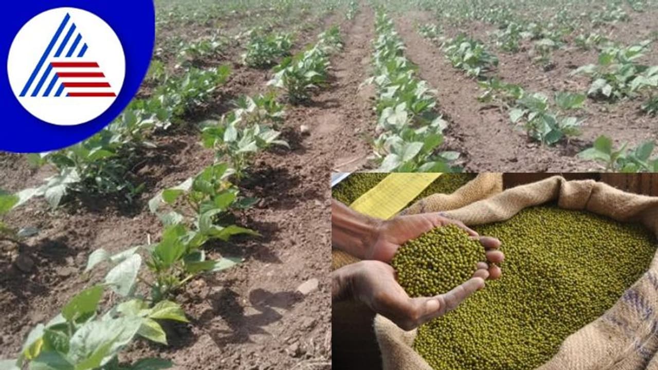 ಅತಿವೃಷ್ಟಿಗೆ ಶೇ. 90ರಷ್ಟುಹೆಸರುಕಾಳು ಹಾಳು