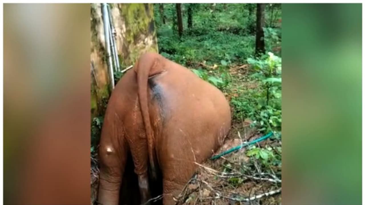 സെപ്റ്റിക് ടാങ്കിൽ വീണ് കാട്ടുകൊമ്പന്‍ ചെരിഞ്ഞു; സംഭവം തൃശ്ശൂരില്‍