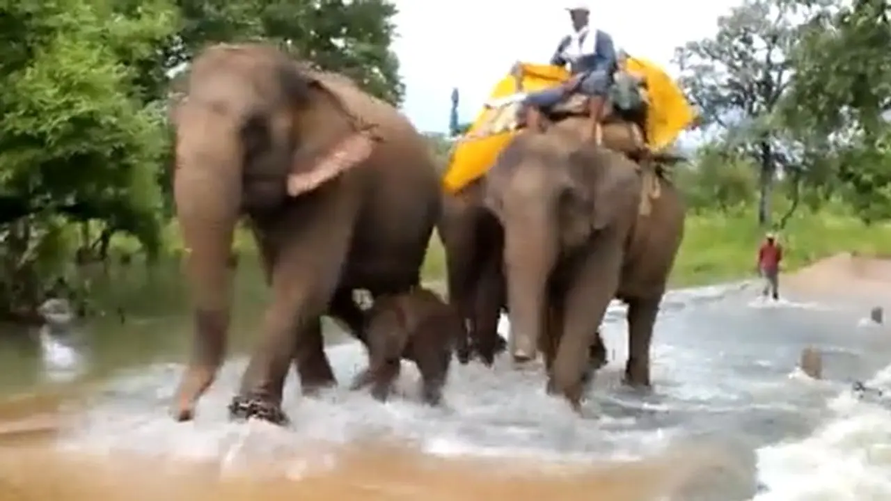 Baby elephant braving nature for the first time with complete protection; Adorable video goes viral