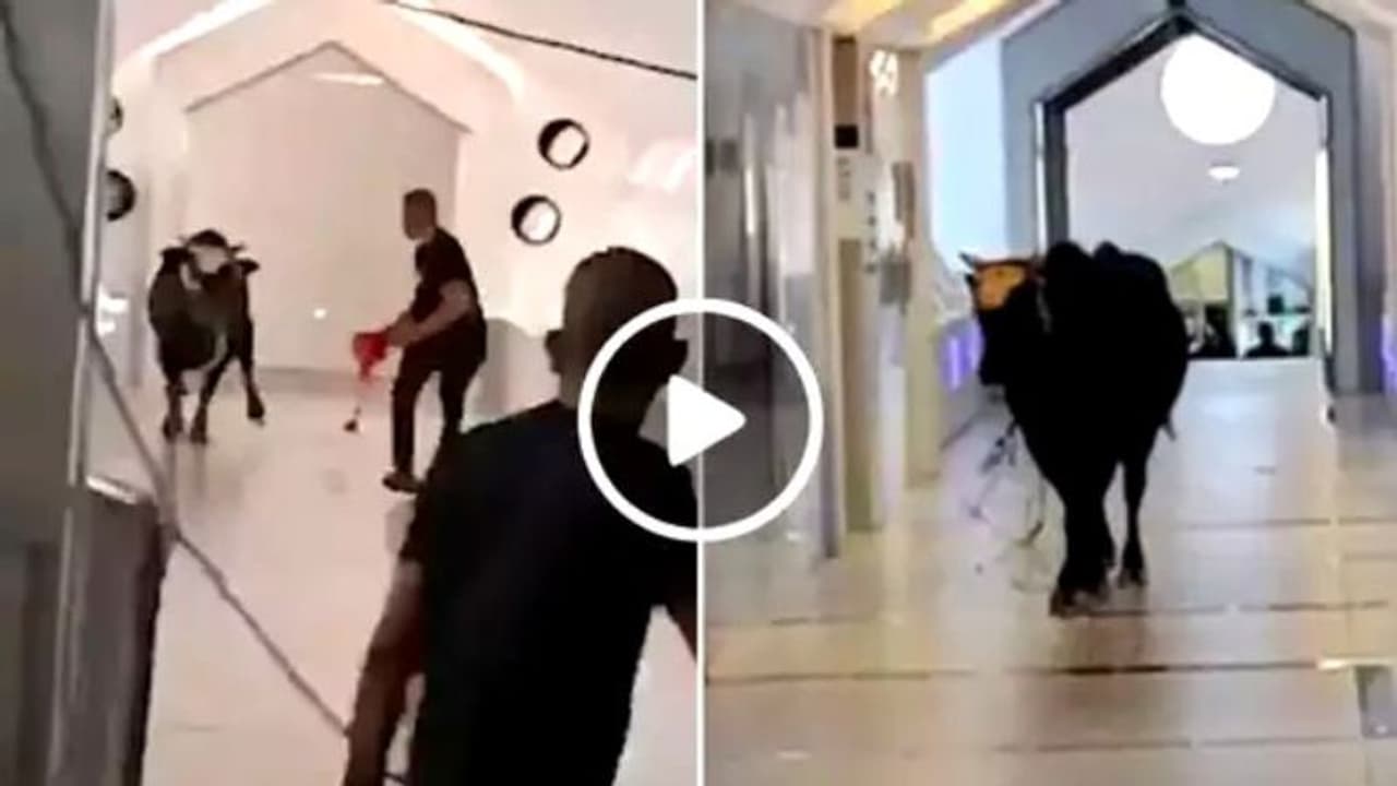 வங்கிக்குள் நுழைந்த காளை.. அதிர்ச்சியில் தெறித்து ஓடிய பொதுமக்கள்.! வைரல் வீடியோ