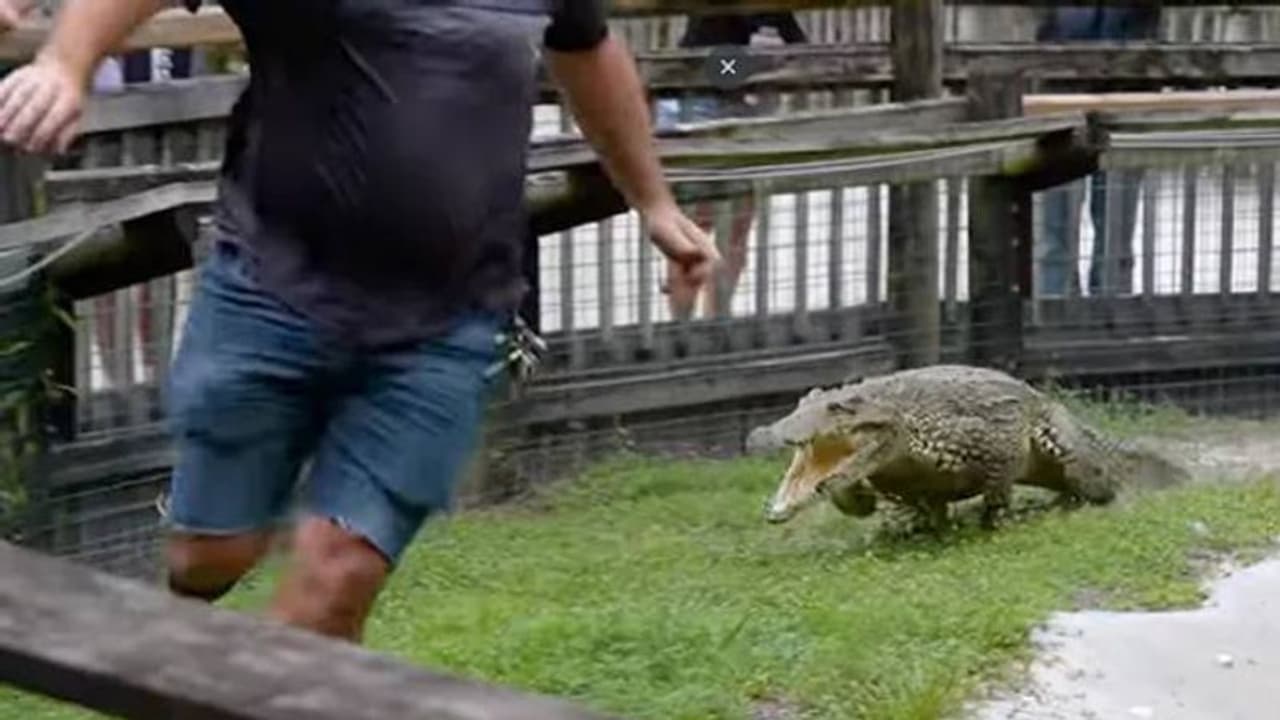 കൂട്ടിനുള്ളിലെ മനുഷ്യന് പിന്നാലെ പായുന്ന മുതല, ഭയം നിറയ്ക്കുന്ന വീഡിയോ കൂട്ടിനുള്ളിലെ മനുഷ്യന് പിന്നാലെ പായുന്ന മുതല, ഭയം നിറയ്ക്കുന്ന വീഡിയോ