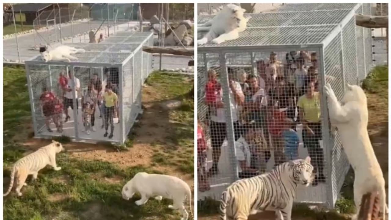 విచిత్రమైన జూ ఇదీ.. జంతువులు బయట సంచరిస్తే.. బోనులో మనుషులు విచిత్రమైన జూ ఇదీ.. జంతువులు బయట సంచరిస్తే.. బోనులో మనుషులు