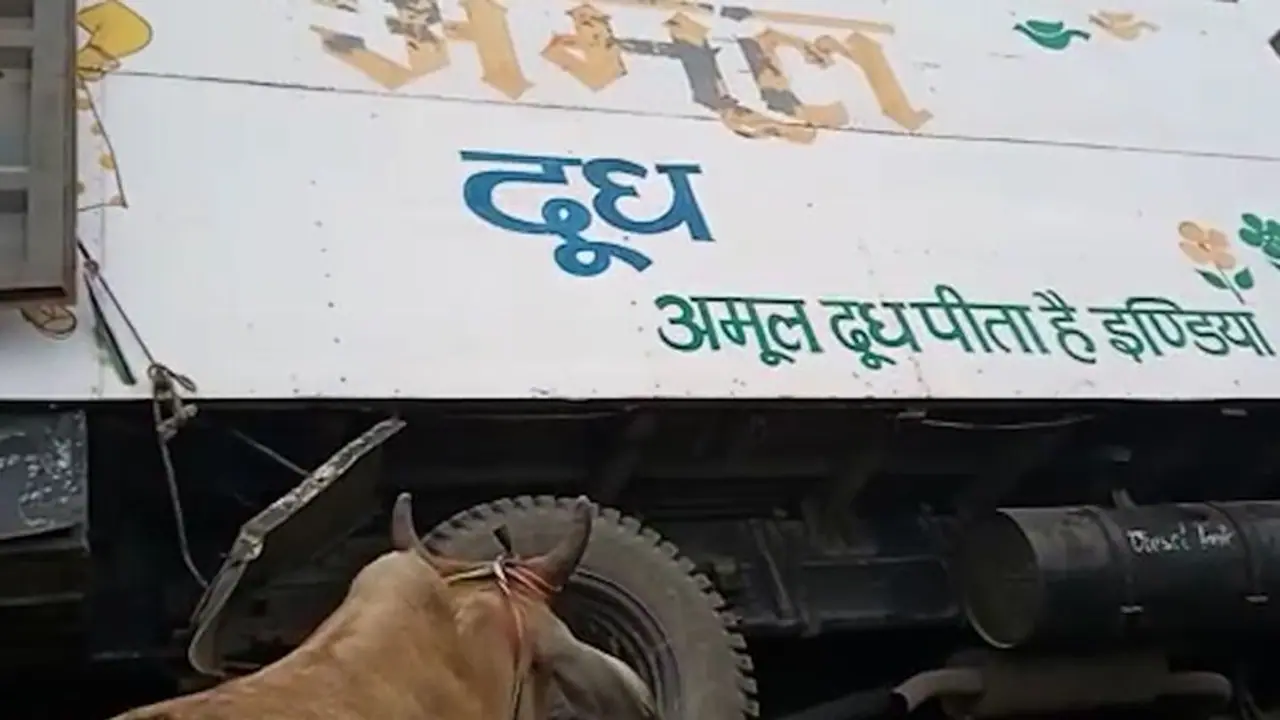 আমুল দুধের ট্রাকে গরু? অনুব্রতর অনুপস্থিতিতে 'অভিনব কায়দায়' গরু পাচারের অভিযোগ বিজেপির আমুল দুধের ট্রাকে গরু? অনুব্রতর অনুপস্থিতিতে 'অভিনব কায়দায়' গরু পাচারের অভিযোগ বিজেপির