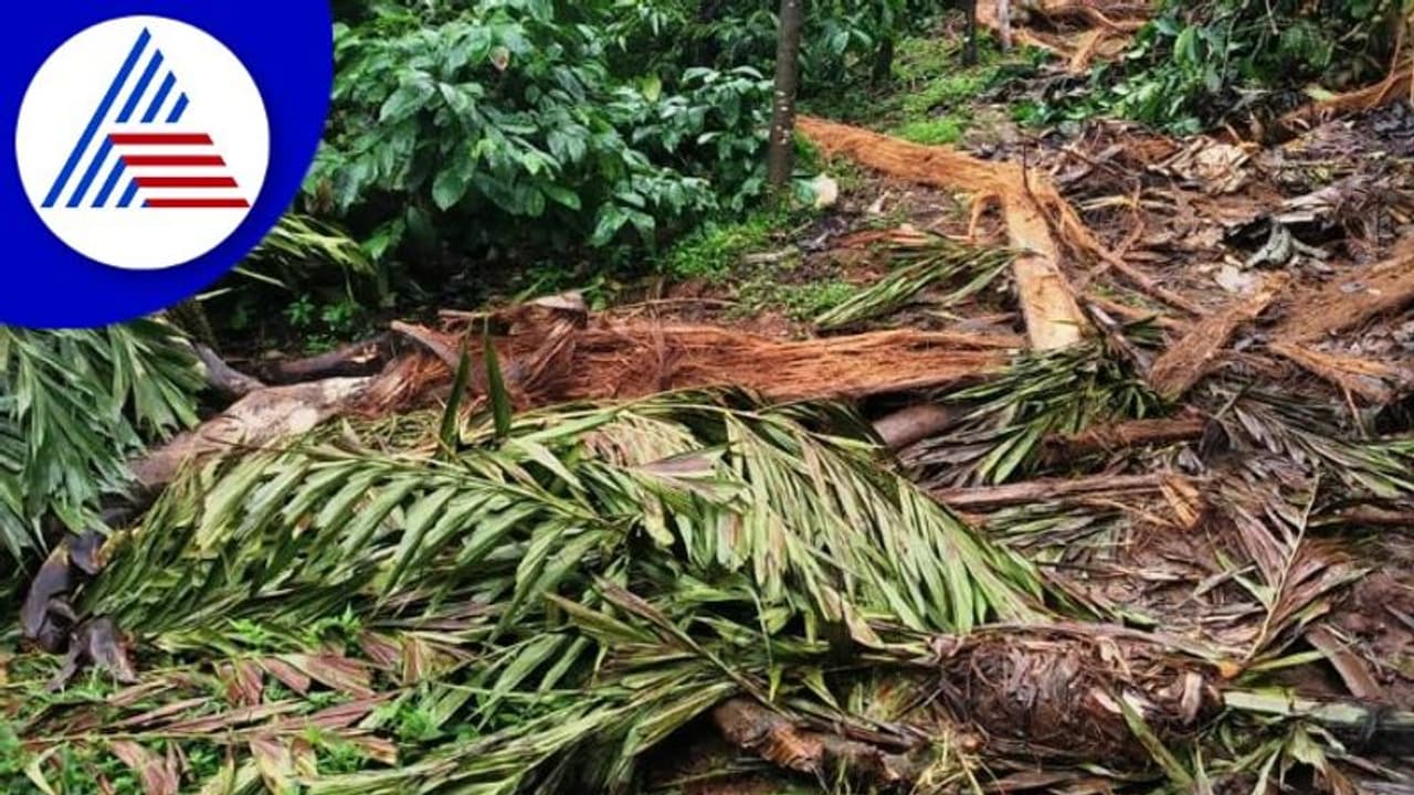 Chikkamagaluru; ಕಾಡಾನೆಯಿಂದ ಶಾಶ್ವತ ಪರಿಹಾರಕ್ಕಾಗಿ ಕಾಫಿ ಬೆಳೆಗಾರನಿಂದ ಪ್ರತಿಭಟನೆ Chikkamagaluru; ಕಾಡಾನೆಯಿಂದ ಶಾಶ್ವತ ಪರಿಹಾರಕ್ಕಾಗಿ ಕಾಫಿ ಬೆಳೆಗಾರನಿಂದ ಪ್ರತಿಭಟನೆ