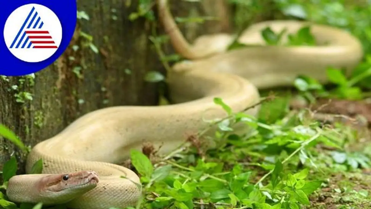 ಉತ್ತರಕನ್ನಡ: ಕುಮಟಾದಲ್ಲಿ ಅಪರೂಪದ ಬಿಳಿ ಹೆಬ್ಬಾವು ಪತ್ತೆ