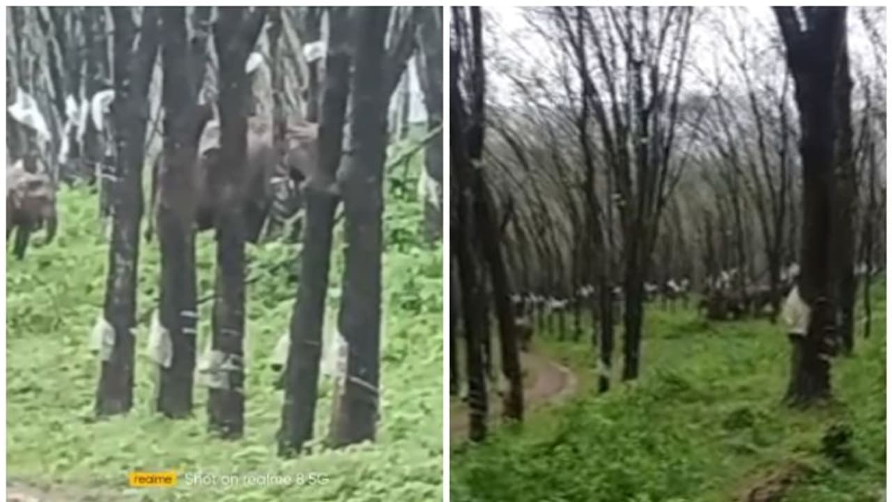 പാലപ്പള്ളി പുതുക്കാട് എസ്റ്റേറ്റിൽ വീണ്ടും കാട്ടാനക്കൂട്ടം,തിരിഞ്ഞു നോക്കാതെ വനംവകുപ്പ് പാലപ്പള്ളി പുതുക്കാട് എസ്റ്റേറ്റിൽ വീണ്ടും കാട്ടാനക്കൂട്ടം,തിരിഞ്ഞു നോക്കാതെ വനംവകുപ്പ്