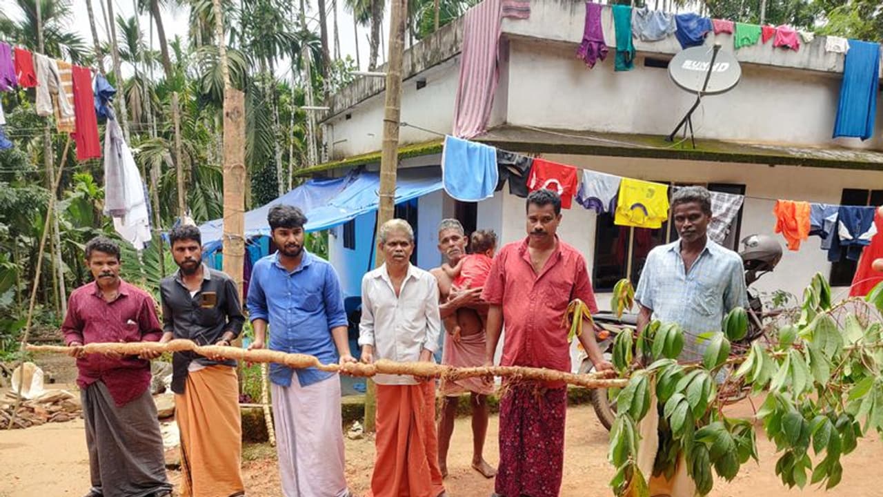 'വേണമെങ്കില് കപ്പ കമുകിലും കായ്ക്കും'; ഉണങ്ങിയ കമുകിനുള്ളിലുണ്ടായ ഏഴര അടി നീളമുള്ള കപ്പ 'വേണമെങ്കില് കപ്പ കമുകിലും കായ്ക്കും'; ഉണങ്ങിയ കമുകിനുള്ളിലുണ്ടായ ഏഴര അടി നീളമുള്ള കപ്പ