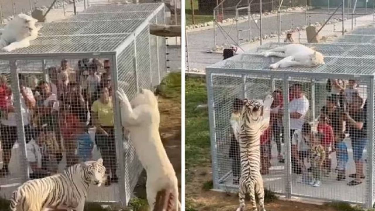 മനുഷ്യരെല്ലാം കൂട്ടിനകത്ത്, തോന്നുംപടി കറങ്ങി നടക്കുന്ന മൃ​ഗങ്ങൾ, ഇങ്ങനെയും ഒരു മൃ​ഗശാലയുണ്ട്