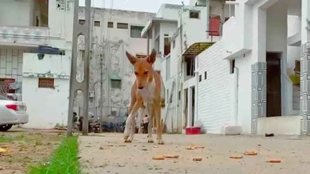 അഞ്ചു കോടിയും സുഖജീവിതവും, ഗുജറാത്തിലെ തെരുവ് നായകളുടെ രാജകീയയോഗം ഇങ്ങനെ അഞ്ചു കോടിയും സുഖജീവിതവും, ഗുജറാത്തിലെ തെരുവ് നായകളുടെ രാജകീയയോഗം ഇങ്ങനെ