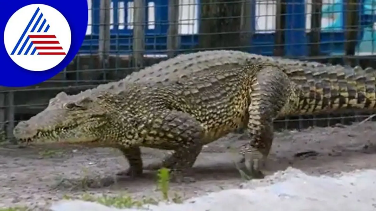 ಚಿರತೆಯಂತೆ ನೆಗೆಯುತ್ತ ವ್ಯಕ್ತಿಯ ಓಡಿಸಿದ ಮೊಸಳೆ: ಭಯಾನಕ ವಿಡಿಯೋ ಫುಲ್ ವೈರಲ್‌