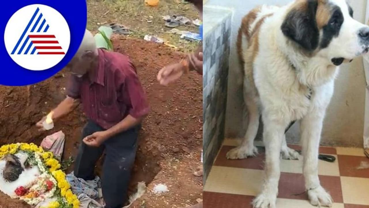 ಮುದ್ದಿನ ನಾಯಿಮರಿ ಸಾವು; ಶಾಸ್ತ್ರೋಕ್ತವಾಗಿ ಅಂತ್ಯಕ್ರಿಯೆ ನೆರವೇರಿಸಿದ ಮೈಸೂರಿನ ಇಂಜಿನೀಯರ್!