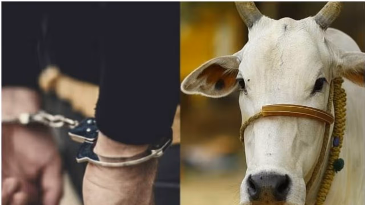 ಕೊಡಗು: ಹಸುವಿನ ಮೇಲೂ ಪೈಶಾಚಿಕ ಕೃತ್ಯ, ವಿಕೃತ ಕಾಮಿಯ ಬಂಧನ ಕೊಡಗು: ಹಸುವಿನ ಮೇಲೂ ಪೈಶಾಚಿಕ ಕೃತ್ಯ, ವಿಕೃತ ಕಾಮಿಯ ಬಂಧನ