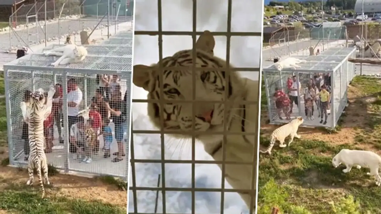 Unique zoo which locks humans in cages instead of animals; crazy video goes viral