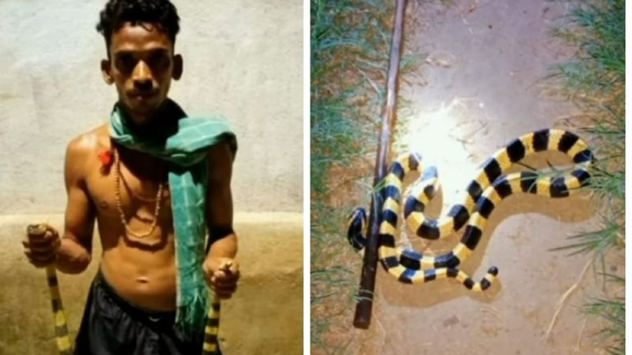 ವಿಡಿಯೋಗಾಗಿ ಮನೆಯಲ್ಲಿ ಹಾವು ಸಾಕಿದ youtuber ಬಂಧನ