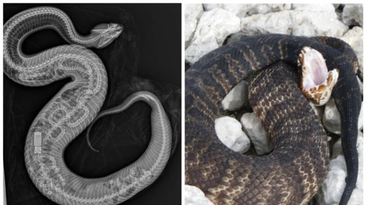 അമ്പരന്നു പോയെന്ന് കമന്റുകൾ; പെരുമ്പാമ്പിനെ വിഴുങ്ങുന്ന 'കോട്ടൺമൗത്ത്' പാമ്പ്