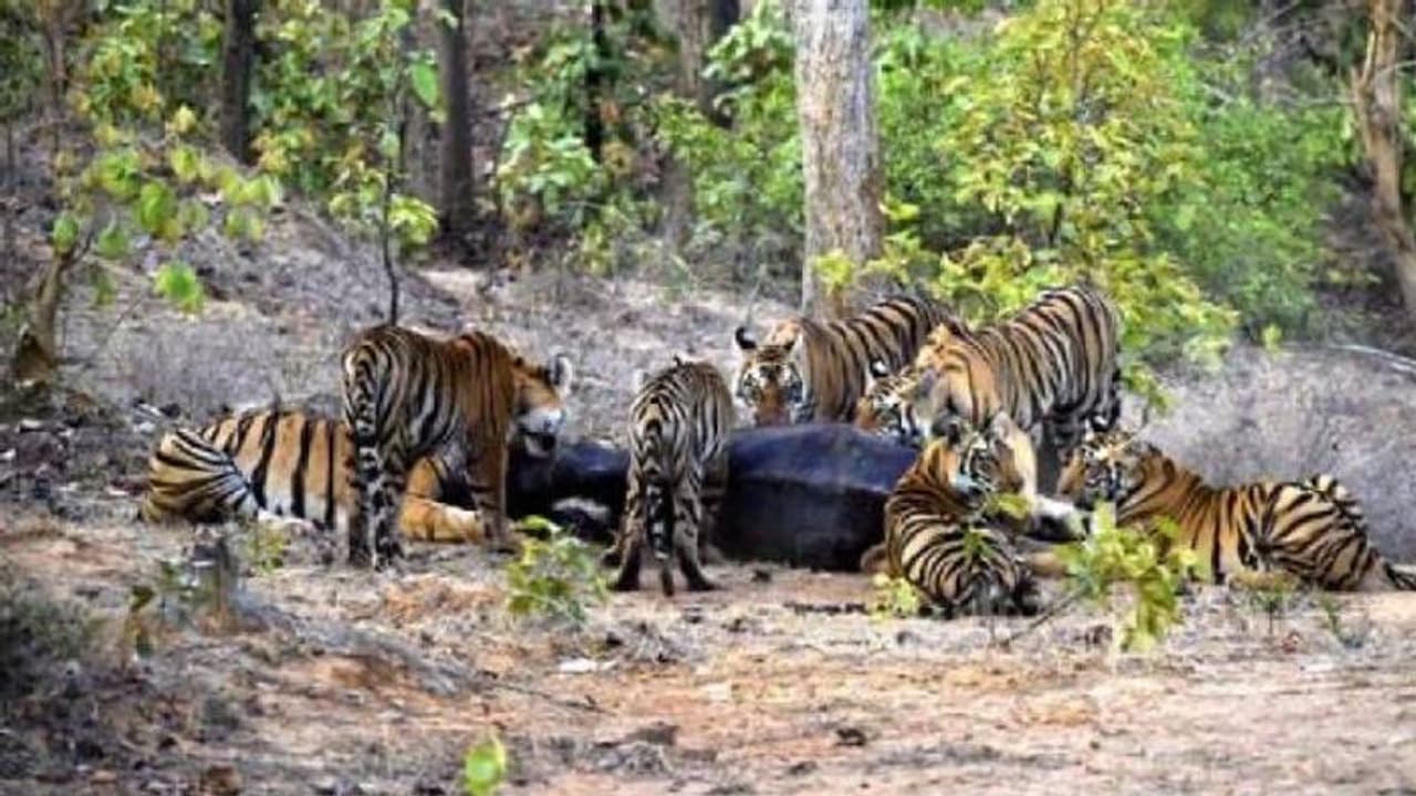 ചത്ത സഹോദരിയുടെ മൂന്ന് കുഞ്ഞുങ്ങളെ സ്വന്തം കുഞ്ഞുങ്ങൾക്കൊപ്പം പരിപാലിക്കുന്ന കടുവ ചത്ത സഹോദരിയുടെ മൂന്ന് കുഞ്ഞുങ്ങളെ സ്വന്തം കുഞ്ഞുങ്ങൾക്കൊപ്പം പരിപാലിക്കുന്ന കടുവ