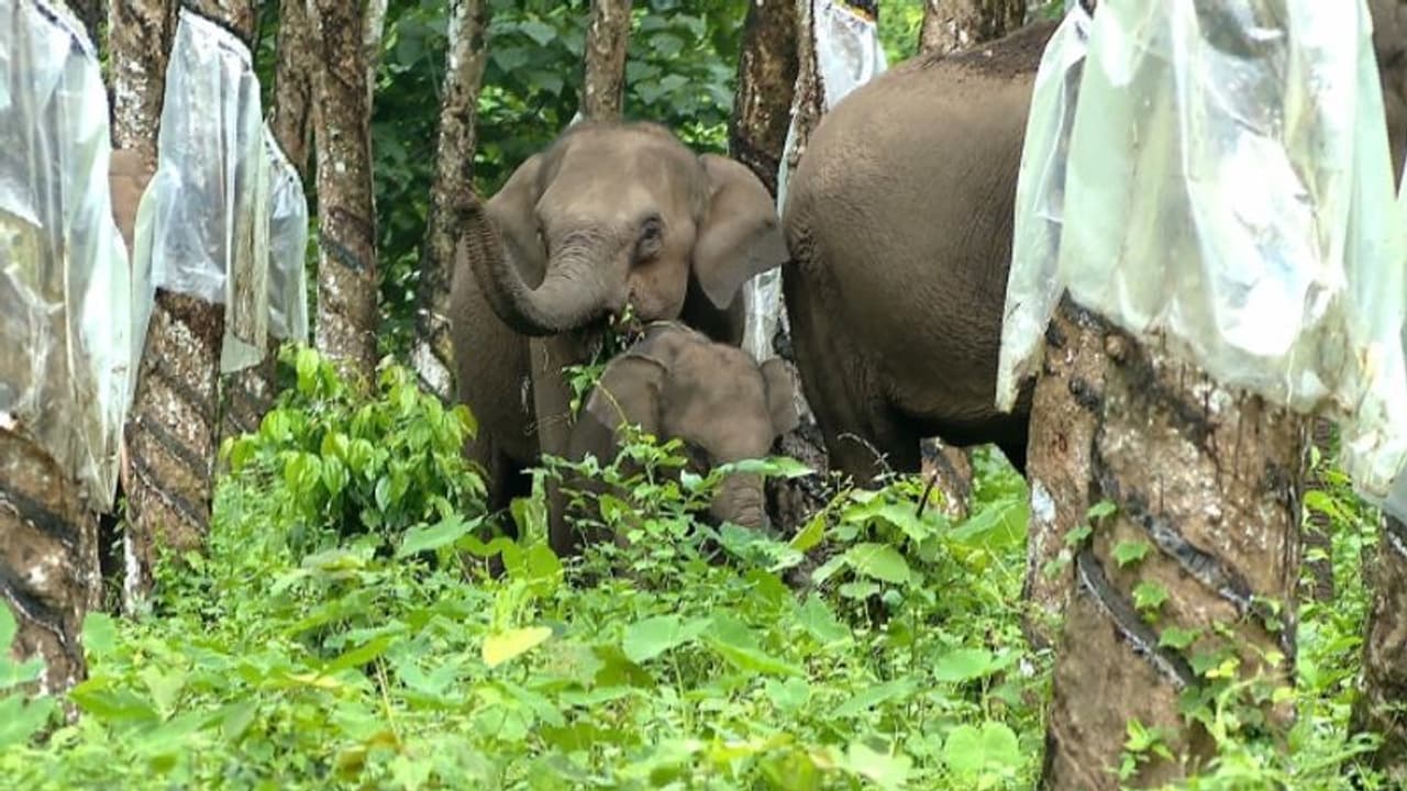 చిత్తూరులో ఏనుగుల బీభత్సం, రైతులపై దాడి.. ఎకరాల కొద్ది పంట నాశనం