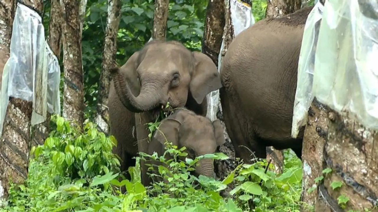 ಚಿಕ್ಕಮಗಳೂರಲ್ಲಿ ಕಾಡಾನೆ ದಾಳಿಗೆ ಜನರ ಬಲಿ: ರಾಜ್ಯ ಸರ್ಕಾರದಿಂದ ಮಹತ್ವದ ಆದೇಶ